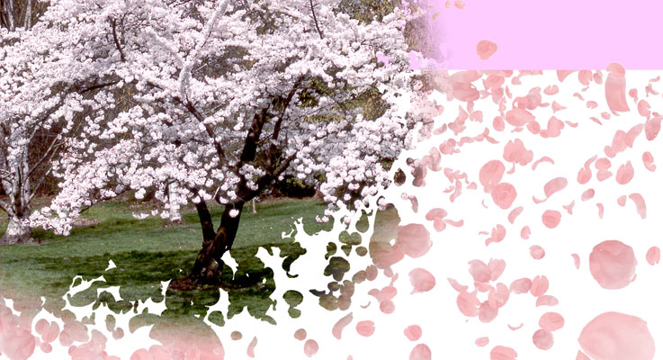 About the Kwanzan / Kanzan Cherry Blossoms Near the Tidal Basin
