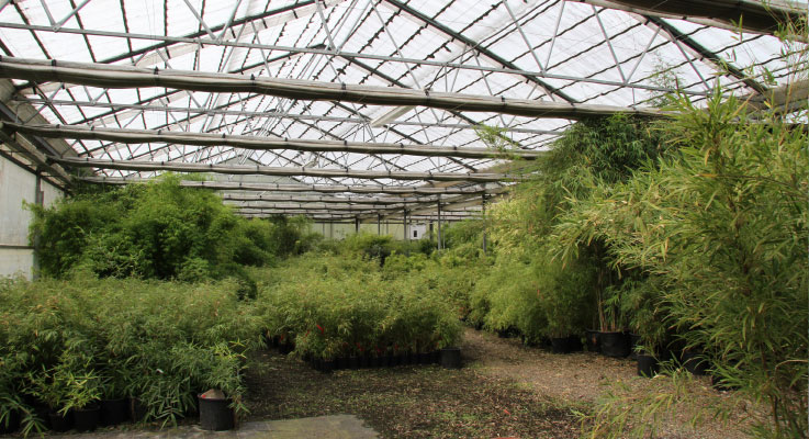 Bamboo Twigs - Davenport Garden Centre