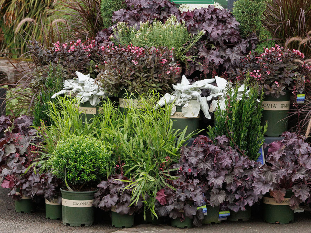 A good retail garden center display of plants uses complementary colors and atypical shapes in a way that draws the consumer’s eye. The use of tiers creates upward direction, making it a much more dynamic display. Photo by DoreenWynja.com photography