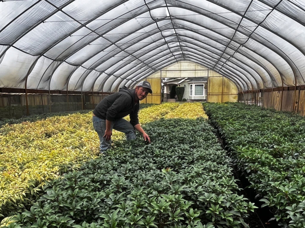 Joe Obersinner in one of the unheated greenhouses the nursery maintains. They process 100,000 rooted cuttings every fall and winter, and most of their rhodies are grown that way. They only have one propagation house that is heated; otherwise, all other greenhouses are unheated. Obersinner container-finishes 65% of its catalog. Photo by Tracy Ilene Miller