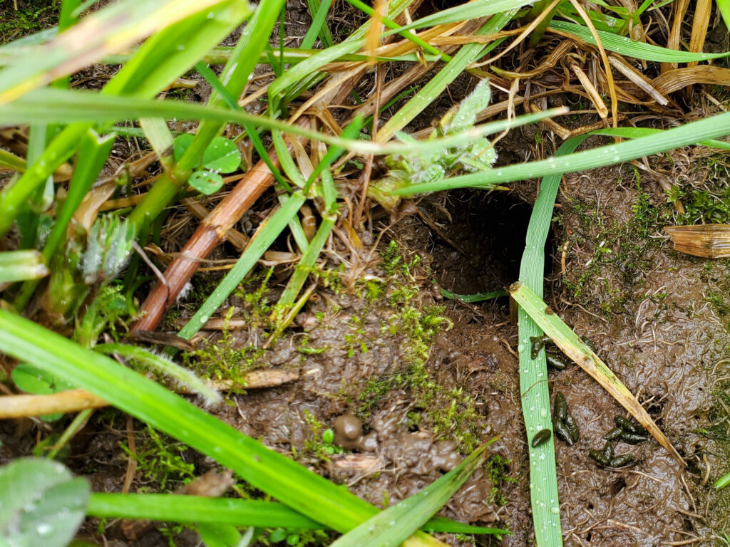 Vole holes are a visible sign of vole activity. The animals dig dime-sized entrances to their burrows around the roots of plants. Photo courtesy of Oregon State University