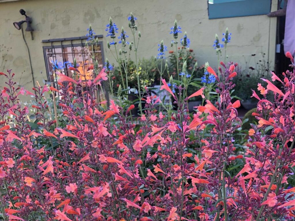 Agastache ‘Electric Punch’ (upper right) flowers continually from May through October and attracts pollinators. 
photo courtesy of 
Xera Plants