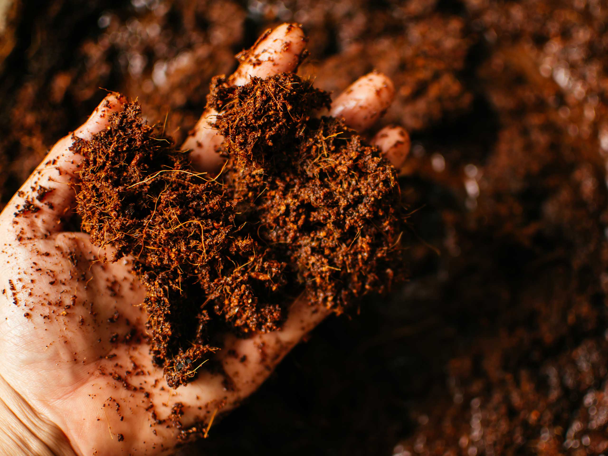 What Is Peat Moss, Its Uses, And Its Alternatives?