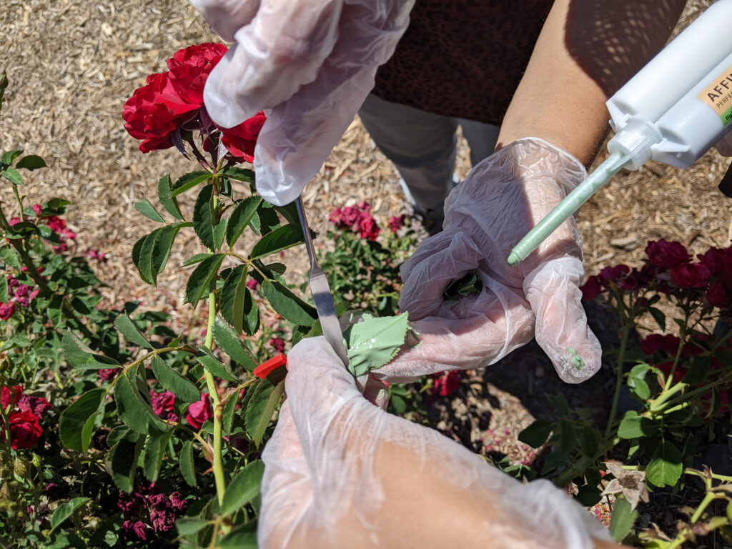 The flexible nature of the multi-state project has supported “bolt-on” projects, including work used by several researchers for their master’s or doctorate projects. Here, project staff at South Coast REC in Irvine, California, are collecting leaf impressions for colleagues at University of Washington who will analyze stomatal density. Courtesy Loren Oki