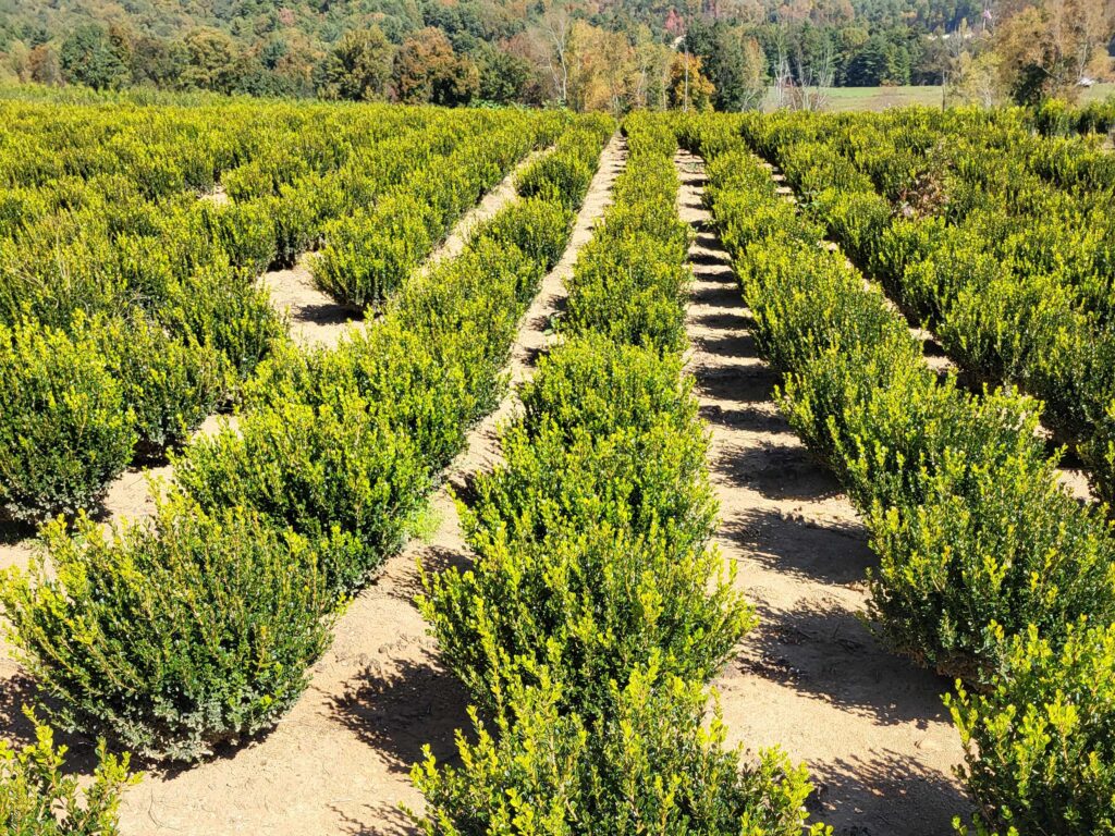 Field of 24–30-inch and 30–36-inch Buxus microphylla ‘Wintergreen’. courtesy Eason Horticultural Resources