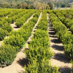 Field of 24–30-inch and 30–36-inch Buxus microphylla ‘Wintergreen’. courtesy Eason Horticultural Resources