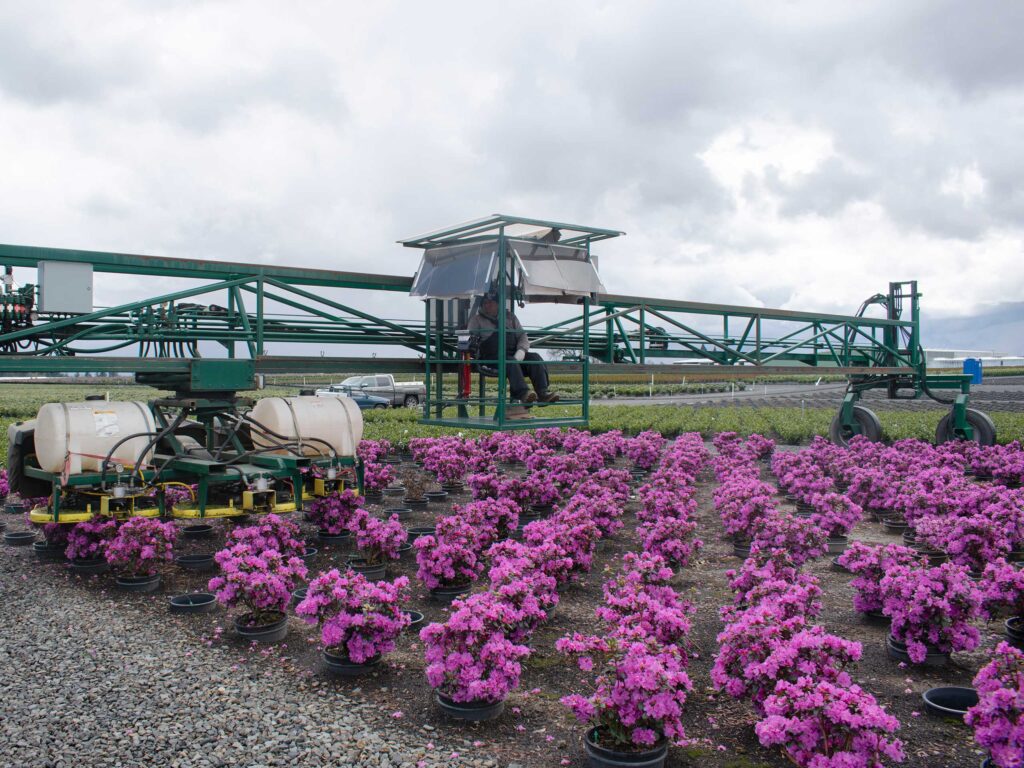 One person operates the 60-foot-long trimmer at Woodburn Nursery & Azaleas. Photo by Emily Lindblom