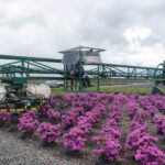 One person operates the 60-foot-long trimmer at Woodburn Nursery & Azaleas. Photo by Emily Lindblom