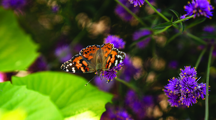 Some annuals are better than others when it comes to attracting pollinators