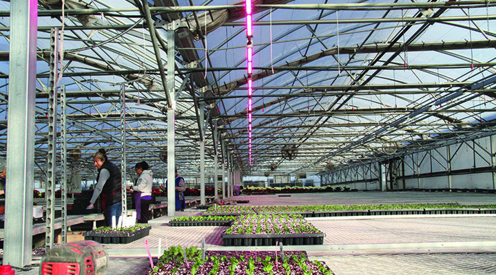 Nurseries save by making the switch to LEDs