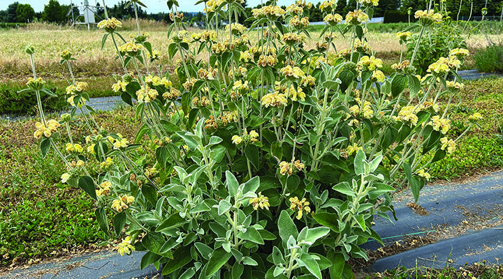 Growing Knowledge: Plant evaluation program looks at drought-tolerant groundcover shrubs