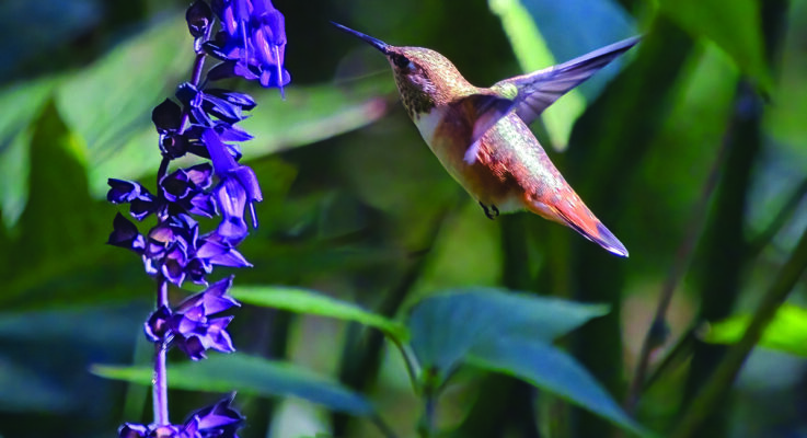 Flowers that entice hummingbirds