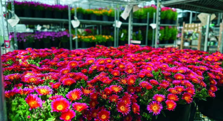 Nurseries shift production seasons to meet demands, save costs