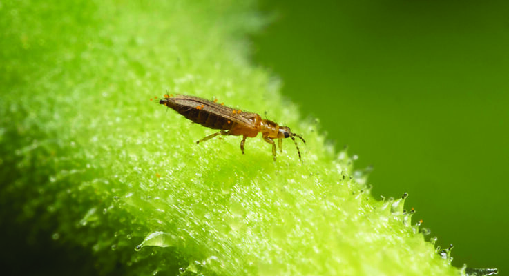 New tools in the battle against thrips